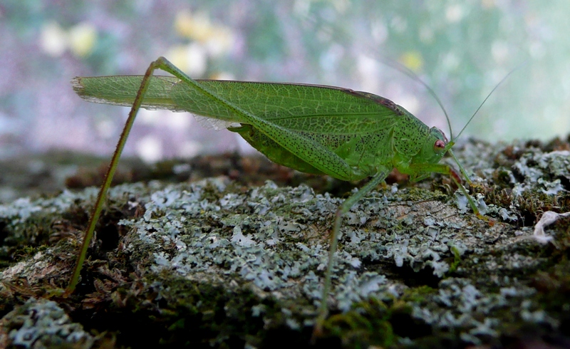 Phaneroptera Nana